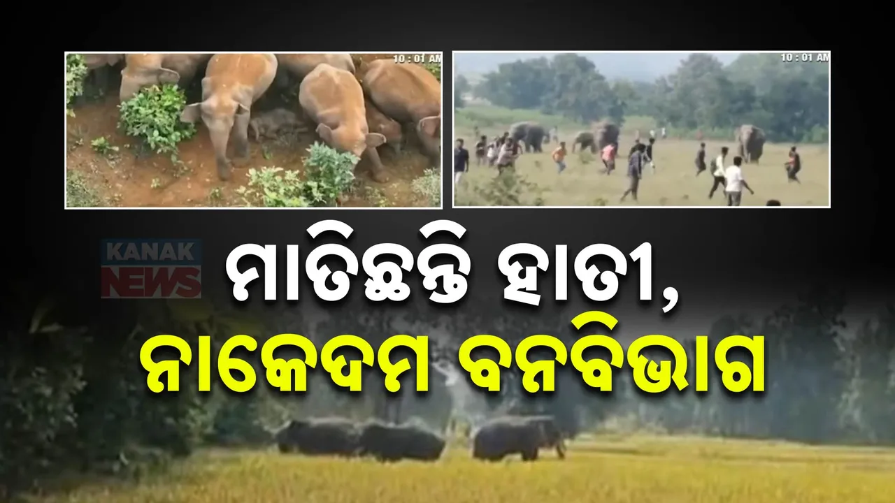  ମାତିଛନ୍ତି ହାତୀ; କରଞ୍ଜିଆରେ ଉତ୍ପାତ କରୁଛନ୍ତି ୨୮ ଟିକିଆ ହାତୀପଲ , ଅନୁଗୁଳରେ ବୃଦ୍ଧଙ୍କୁ ଦଳିଦେଲା ଦନ୍ତା