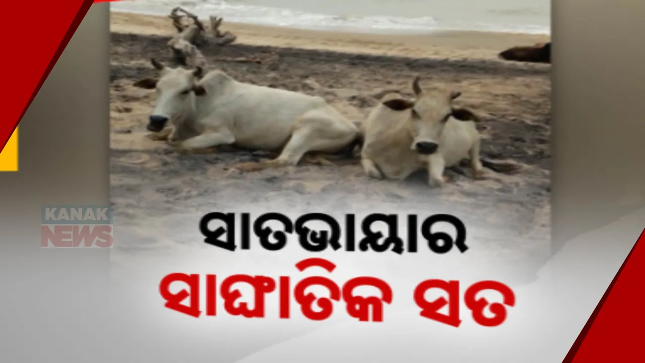  ସାତଭାୟାର ସାଙ୍ଘାତିକ ସ୍ଥିତି, ବାତ୍ୟା ପରେ ବୁଲା ଗାଈ-ଗୋରୁଙ୍କୁ ମିଳୁନି ଦାନା