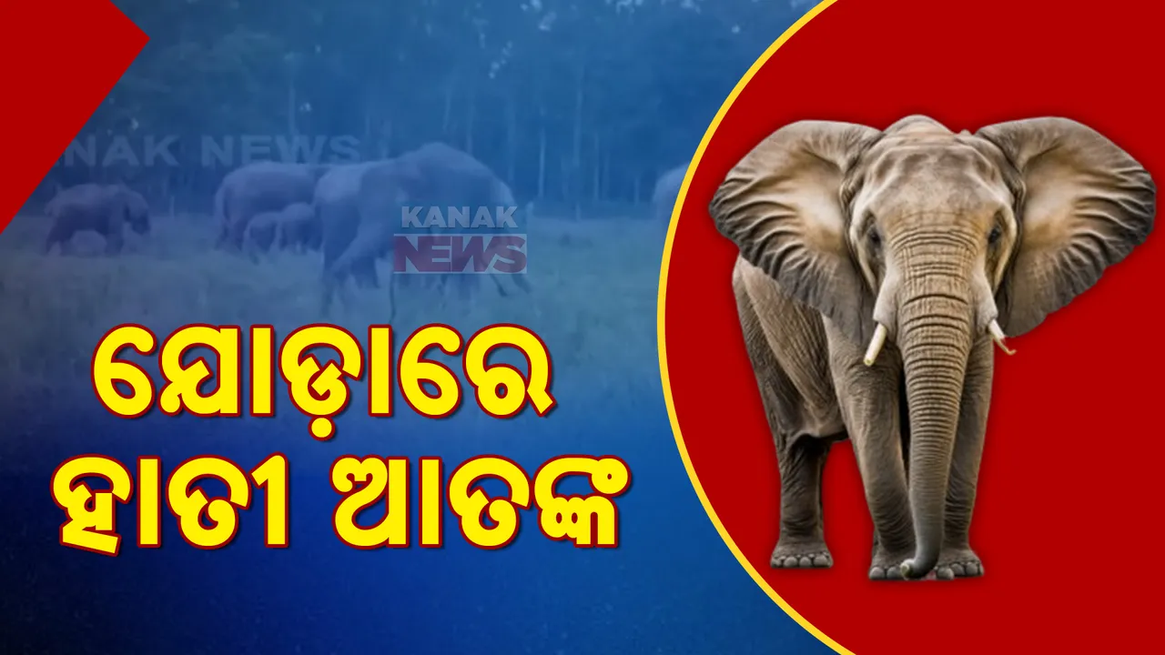  ଯୋଡାରେ ୨୮ଟିକିଆ ହାତୀ ପଲଙ୍କ ଆତଙ୍କ । ବ୍ୟାପକ ଫସଲ ନଷ୍ଟ