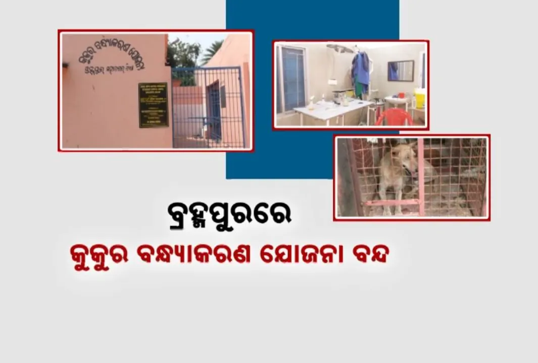  ବ୍ରହ୍ମପୁର ସହରରେ ବଢୁଛି ବୁଲା କୁକୁରଙ୍କ ଦୌରାତ୍ମ୍ୟ: ଲୋକଙ୍କୁ ଦେଖିଲେ ଗୋଡ଼ାଇ ଗୋଡ଼ାଇ କାମୁଡୁଛନ୍ତି