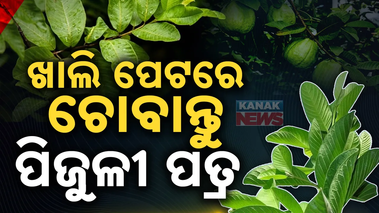  ବାଡ଼ିରେ ଅଛି ବଡ଼ ବଇଦ । ପ୍ରତିଦିନ ଚୋବାନ୍ତୁ ପିଜୁଳୀ ପତ୍ର । ବଡ଼ ରୋଗକୁ ସମୂଳେ କରିବ ନାଶ