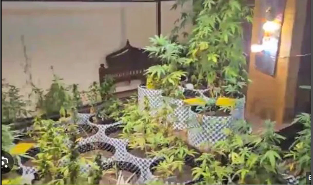  ଆପାର୍ଟମେଣ୍ଟରେ ଗଞ୍ଜେଇ ଚାଷ ; ଲଗାଇଥିଲେ ପାଖାପାଖି ୮୦ ଗଛ