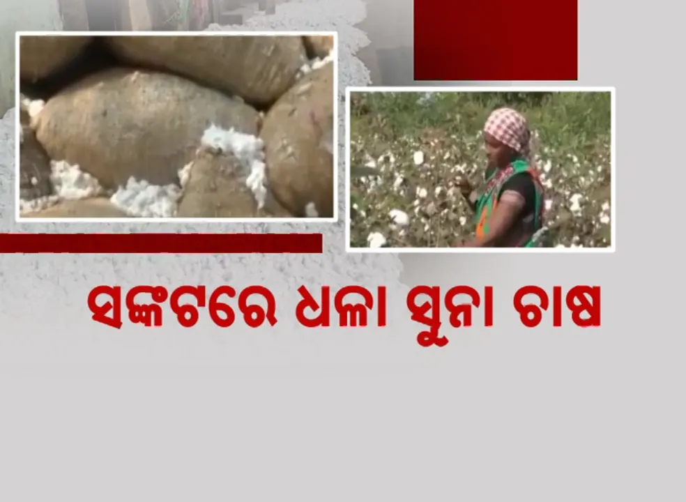  ସଙ୍କଟରେ ଧଳା ସୁନା ଚାଷ । ଚିନ୍ତାରେ କଳାହାଣ୍ଡିର କପା ଚାଷୀ