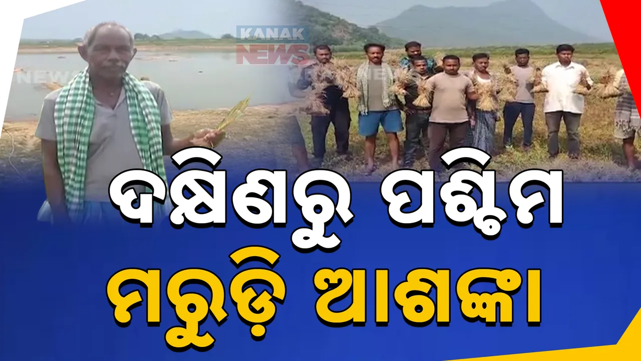  ଦକ୍ଷିଣରୁ ପଶ୍ଚିମ ସବୁଠି ଫାଟି ଆଁ କଲାଣି ଜମି, ଶୁଖିଲାଣି ଧାନଗଛ, ଚାଷଜମିରେ ଚରିଲେଣି ଗାଈ ଗୋରୁ