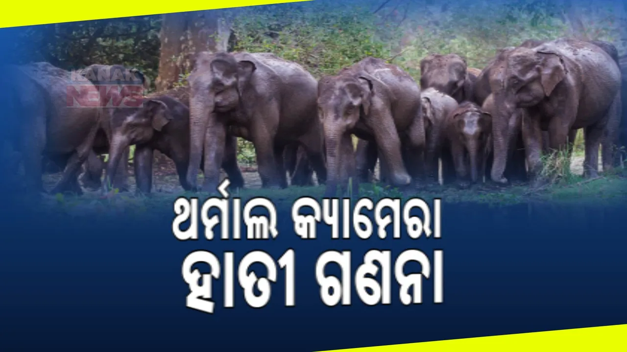  ଆଠଗଡ଼ ବନଖଣ୍ଡରେ ଥର୍ମାଲ କ୍ୟାମେରାରେ ଚାଲିଛି ହାତୀ ଗଣନା । ୧୭ରେ ଆସିବ ରିର୍ପୋଟ