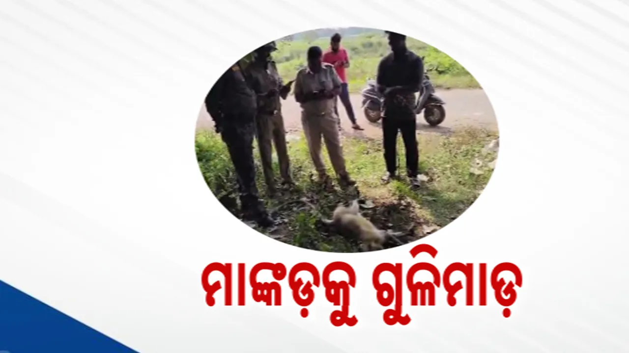  ମାଙ୍କଡ଼କୁ ଗୁଳି କରି ମାରିଦେଲେ ; ସମ୍ପୃକ୍ତ ଯୁବକଙ୍କ ବିରୋଧରେ ମାମଲା ରୁଜୁ
