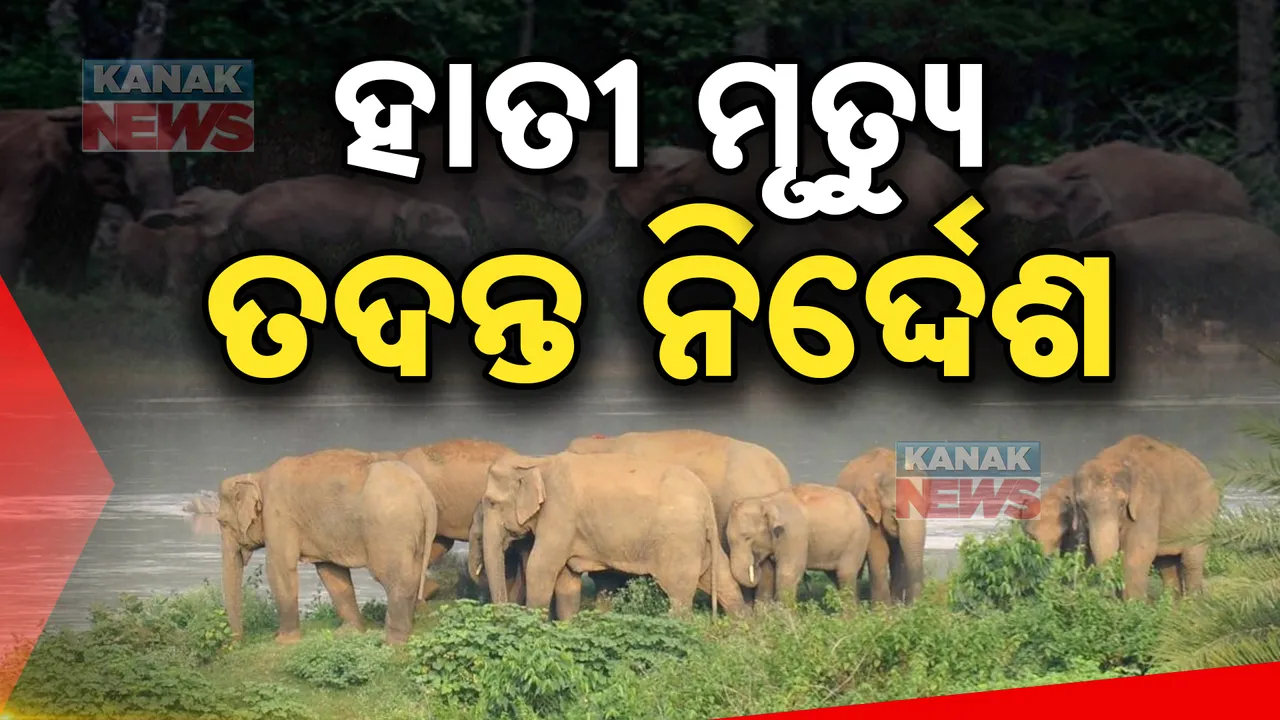  ଜଙ୍ଗଲରେ ୩ ହାତୀ ମୃତ୍ୟୁର ହେବ ଉଚ୍ଚସ୍ତରୀୟ ତଦନ୍ତ, ଗଠନ ହେଲା ତଦନ୍ତକାରୀ କମିଟି..