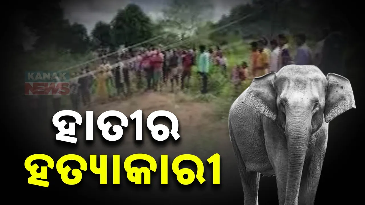  କରେଣ୍ଟ ଦେଇ ହାତୀକୁ ମାରୁଛନ୍ତି: ଜଗୁଛି ଯିଏ ଦାୟୀ ବି ସିଏ