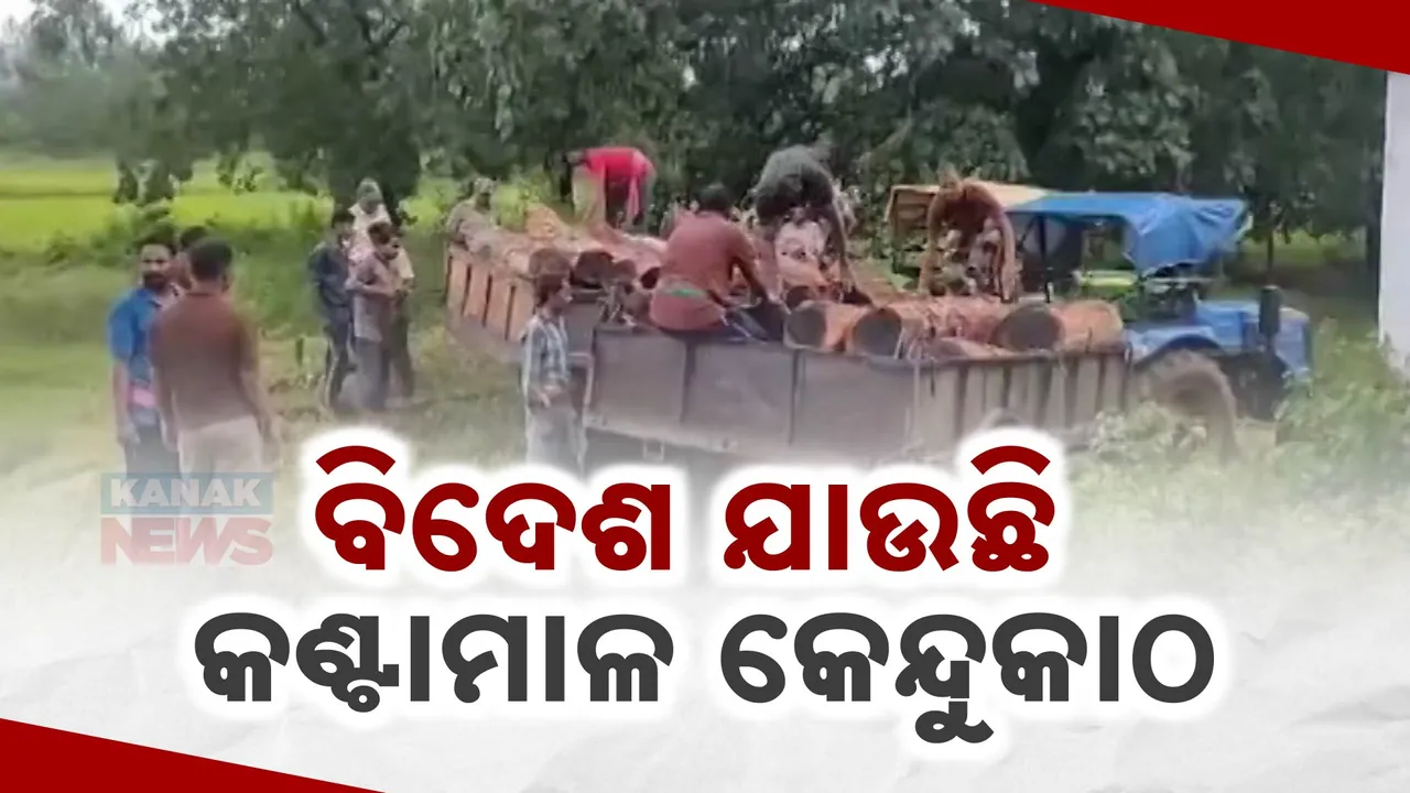  ବୌଦ୍ଧରେ କାଠ ମାଫିଆଙ୍କ ଆତଙ୍କ ରାଜ । କେନ୍ଦୁକାଠ କାଟି ବିଦେଶକୁ ଚୋରା ଚାଲାଣ..