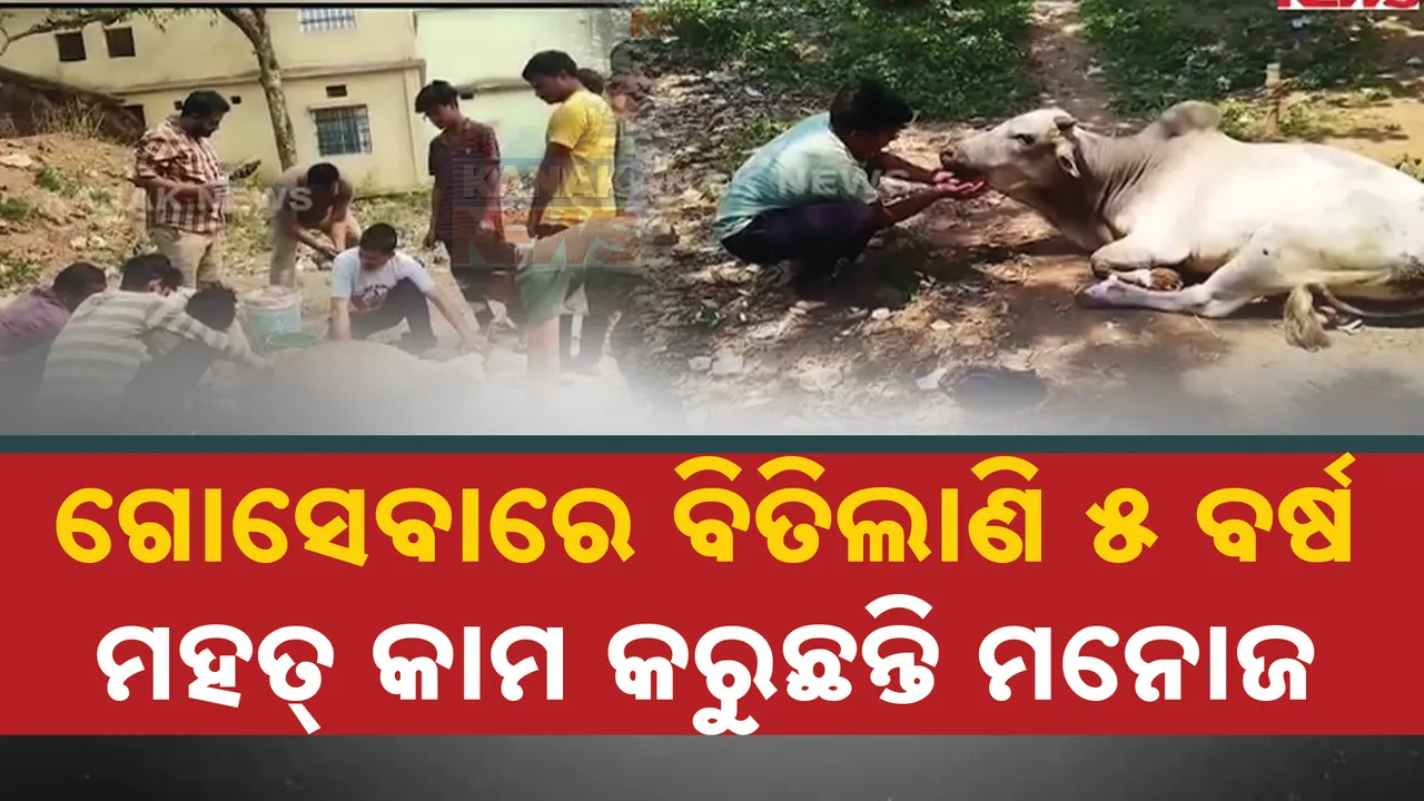  ଗୋ ସେବା ସାଜିଛି ଜୀବନର ବ୍ରତ । ମହତ କାମ କରି ପୁଣ୍ୟ ଅର୍ଜନ କରୁଛନ୍ତି ମନୋଜ