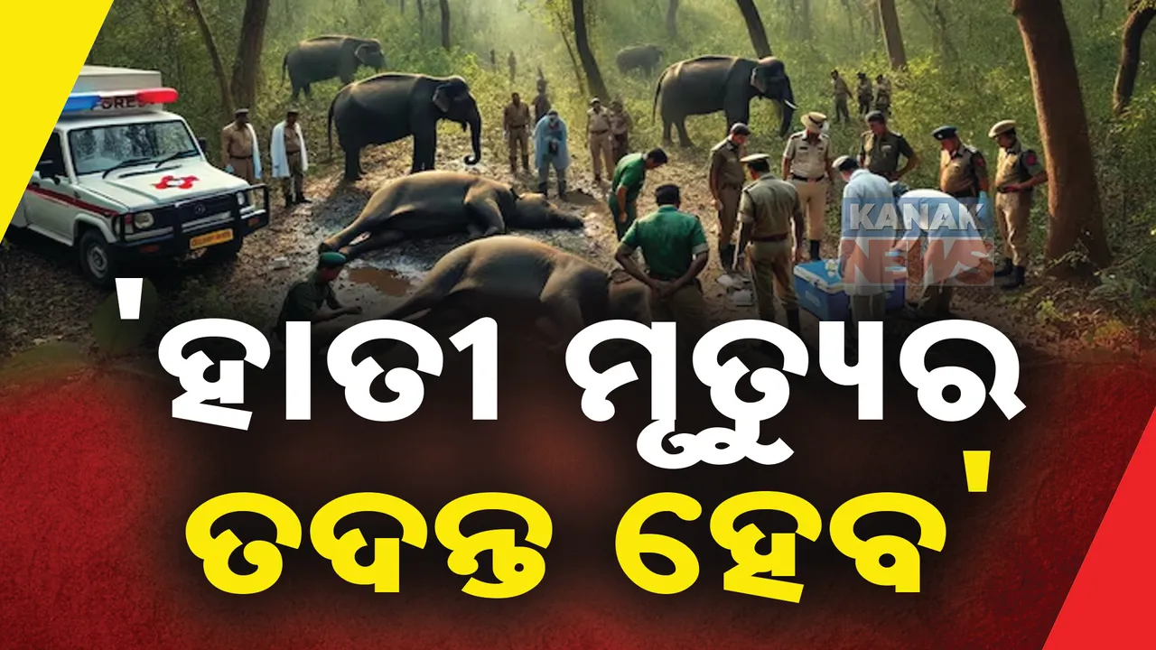  ରେଢ଼ାଖୋଲ ବନାଞ୍ଚଳରେ ହାତୀ ମୃତ୍ୟୁ ଘଟଣା: ପିସିସିଏଫ୍ କହିଲେ ହେବ ତଦନ୍ତ