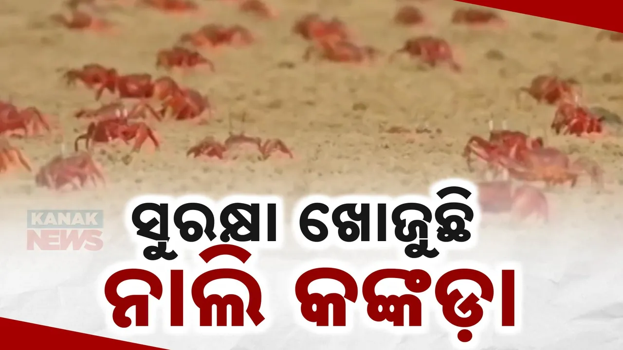  ଲୋପ ପାଇବାକୁ ବସିଲାଣି ନାଲି କଙ୍କଡା । ସ୍ଥାନୀୟ ଲୋକ ଓ ପର୍ଯ୍ୟଟକଙ୍କୁ ସଚେତନ କରିବା ପାଇଁ ଚାଲିଛି ଉଦ୍ୟମ ।