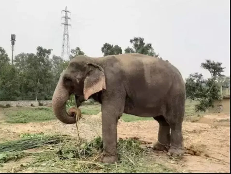  ରେଢାଖୋଲ ନାକଟିଦେଉଳରେ ହାତୀ ମୃତ୍ୟୁ ଘଟଣା ; ୪ ବନ କର୍ମଚାରୀ ନିଲମ୍ବିତ