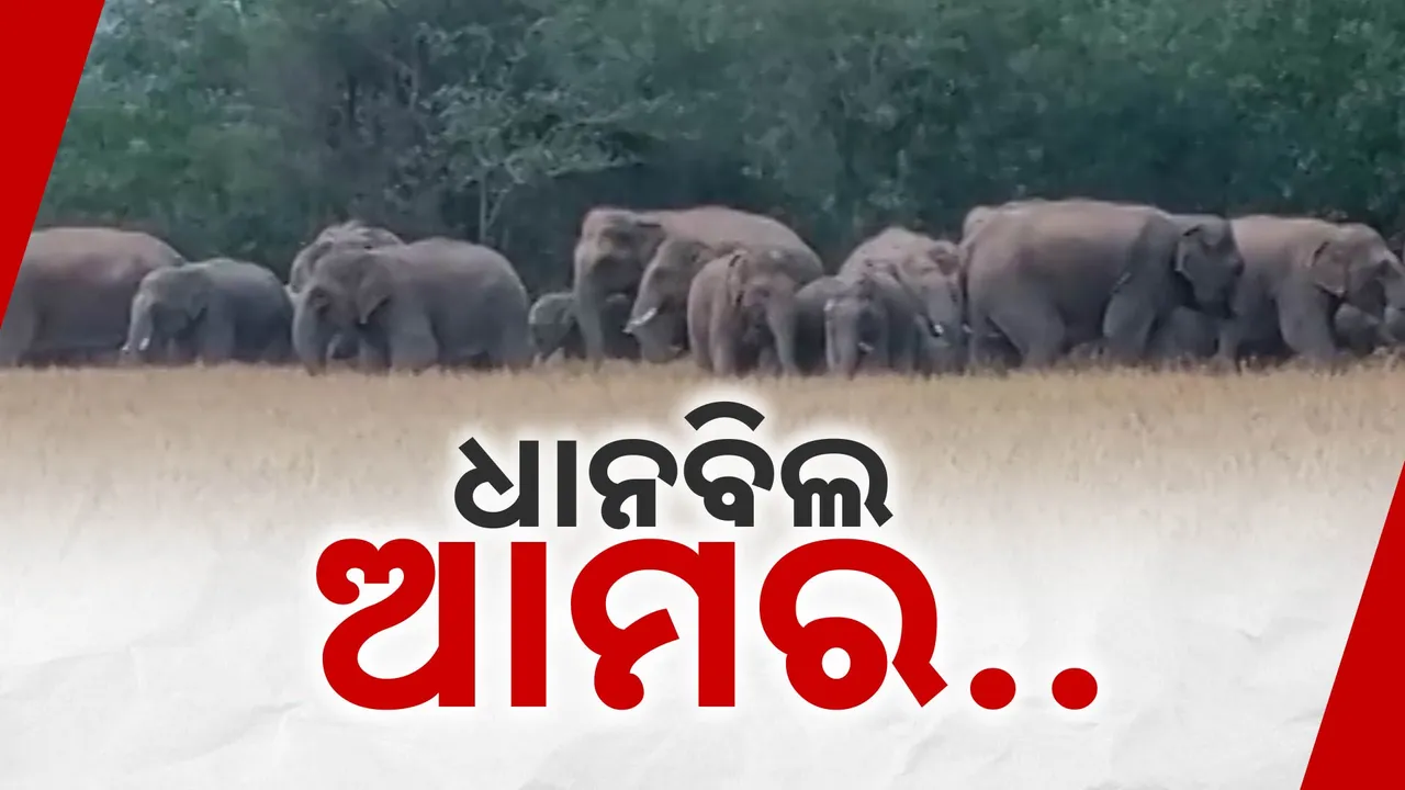  ପାଚିଲା ଧାନ ବିଲରେ ହାତୀପଲ । ପଶ୍ଚିମବଙ୍ଗ-ଓଡ଼ିଶା ସୀମାନ୍ତରେ ୫୫ଟି ଝାଡ଼ଖଣ୍ଡି ହାତୀପଲଙ୍କ ଆତଙ୍କ ।