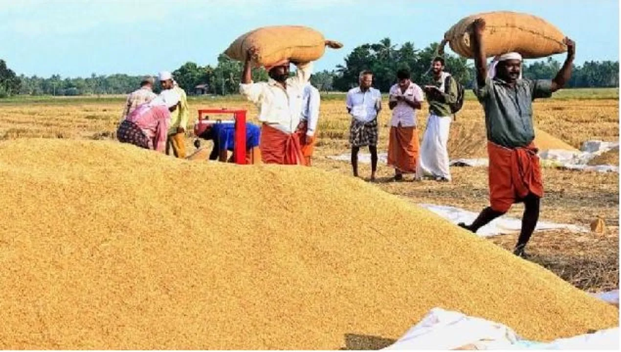  ଆଜିଠୁ ଧାନ କିଣା ; ଚାଷୀଙ୍କୁ ମିଳିବ କ୍ୱିଣ୍ଟାଲ ପିଛା ୩୧୦୦ ଟଙ୍କା