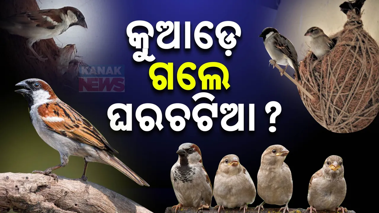  କୁଆଡ଼େ ଗଲେ ଘର ଚଟିଆ? ବିଲୁପ୍ତ ହୋଇଗଲେଣି କି ଏ କୁନି ଚଢେଇ? କାହିଁ ଆଉ ଦେଖାଯାଉନାହାନ୍ତି ପରିବେଶ ମିତ୍ର ଘରଚଟିଆ