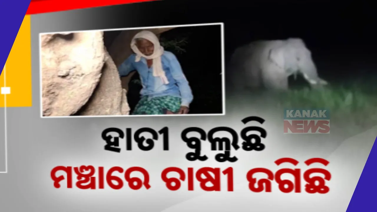  ଅମଳ ବେଳେ ଧାନ ବିଲରେ ହାତୀପଲଙ୍କ ଉତ୍ପାତ ।  ଖାଇବା ଅପେକ୍ଷା ଦଳିଚକଟି ନଷ୍ଟ କରୁଛନ୍ତି ଅଧିକ ଫସଲ । ମଞ୍ଚା କରି ଜଗୁଛନ୍ତି ଚାଷ