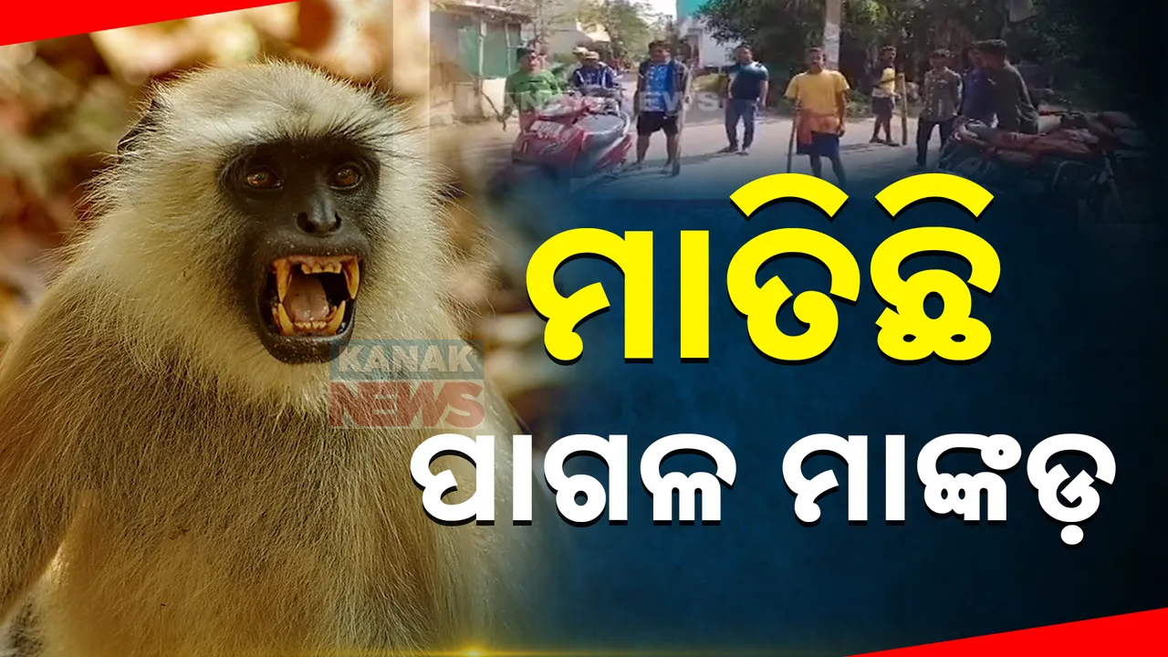  ମାତିଛି ପାଗଳ ମାଙ୍କଡ ; ଡରରେ ଘରୁ ବାହାରୁନାହାଁନ୍ତି ଲୋକେ