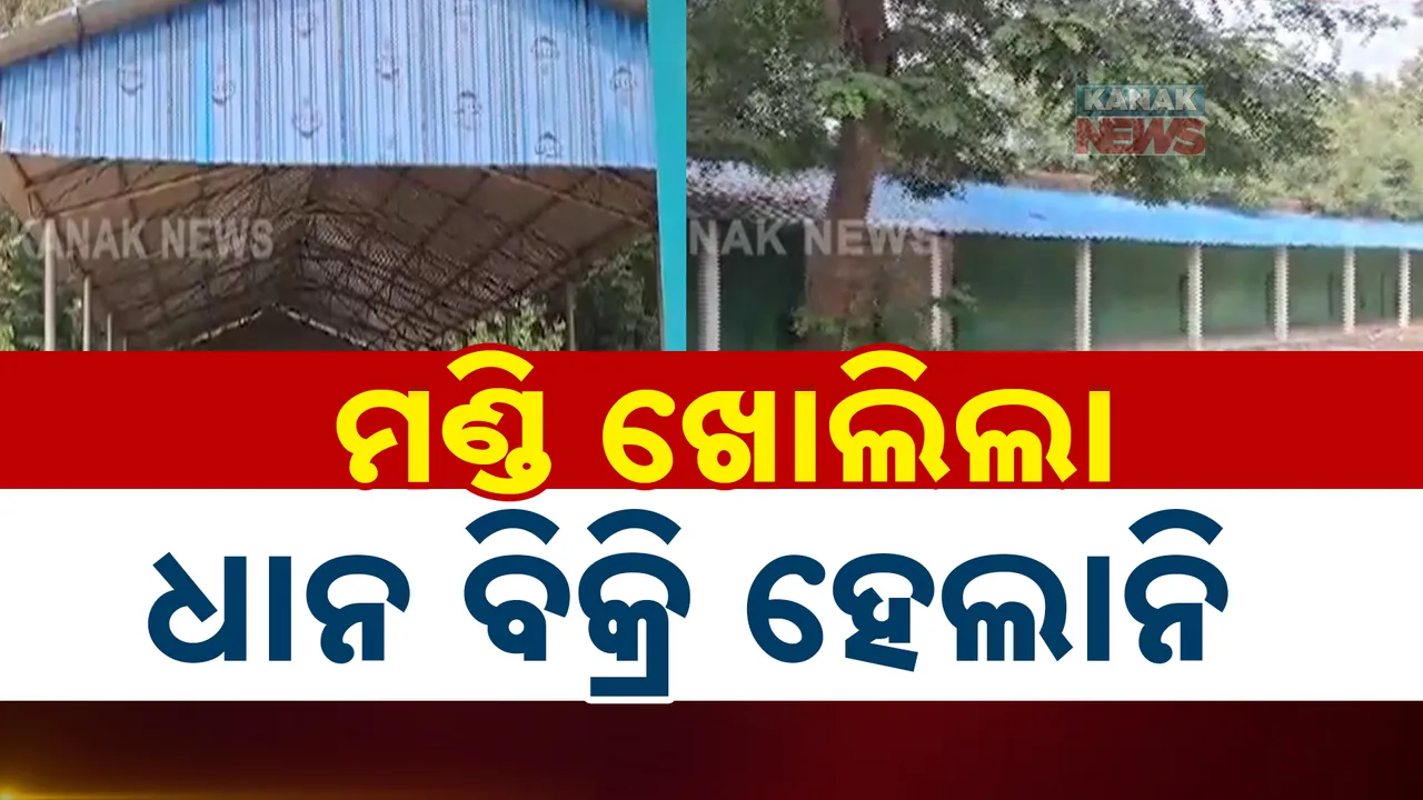  ସରକାରଙ୍କୁ ଅଡୁଆ ହେଲାଣି ଧାନ କିଣା: ମଣ୍ଡି ଖୋଲିଲେ, ହେଲେ ହୋଇପାରୁନି କିଣାବିକା