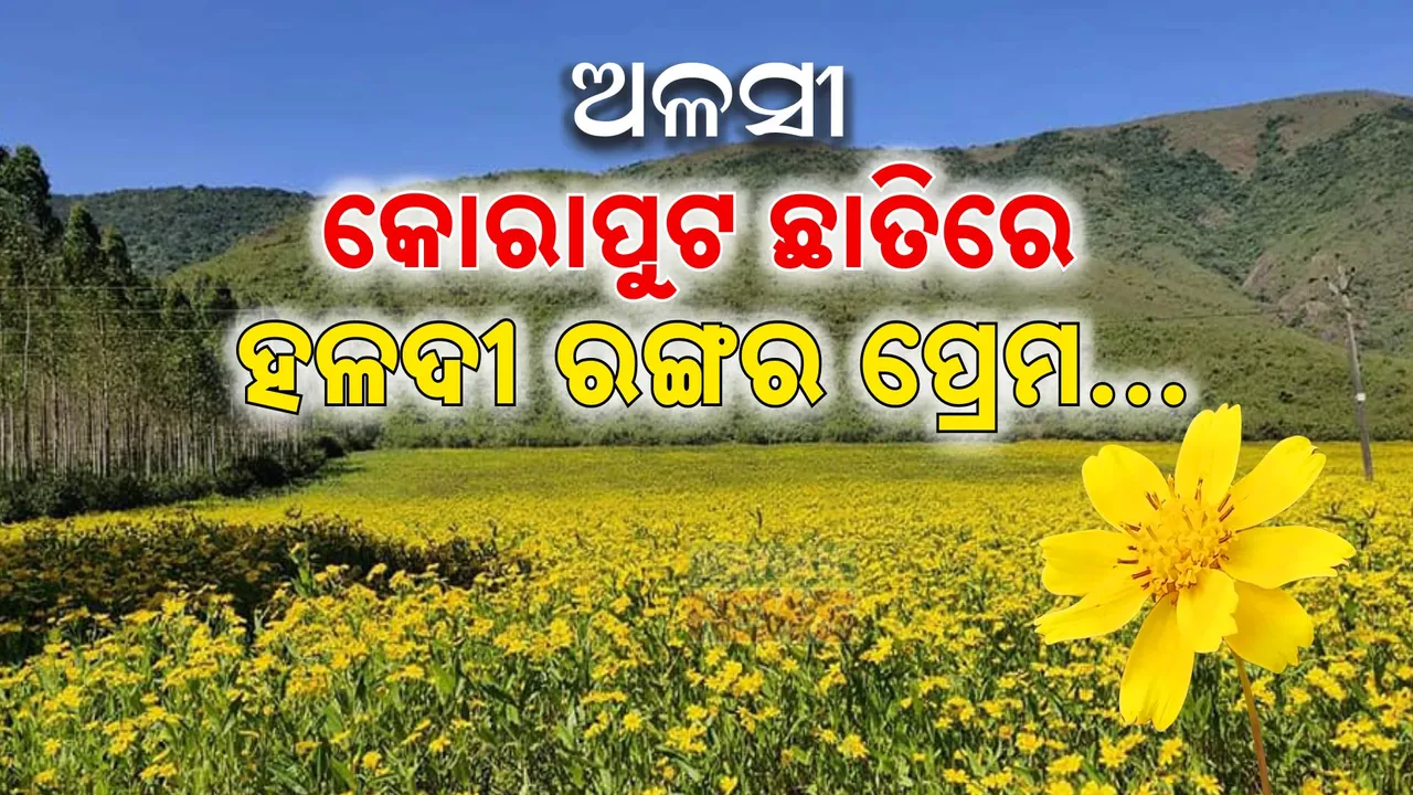  କୋରାପୁଟ: ଅଳସୀ ଫୁଲର ଦେଶ, ଶୀତ ଆସିଛି ବୋଲି ଓଠରେ ଫୁଟିଛି ଚେନାଏ ହଳଦିଆ ହସ । ପ୍ରକୃତି ଲେଖୁଛି ସୌନ୍ଦର୍ଯ୍ୟର ଉପନ୍ୟାସ...