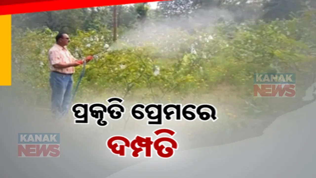  ପ୍ରକୃତି ପ୍ରେମରେ ଦମ୍ପତ୍ତି ; ଯେଉଁଠି ଜାଗା ପାଇଲେ ଲଗାଉଛନ୍ତି ଗଛ