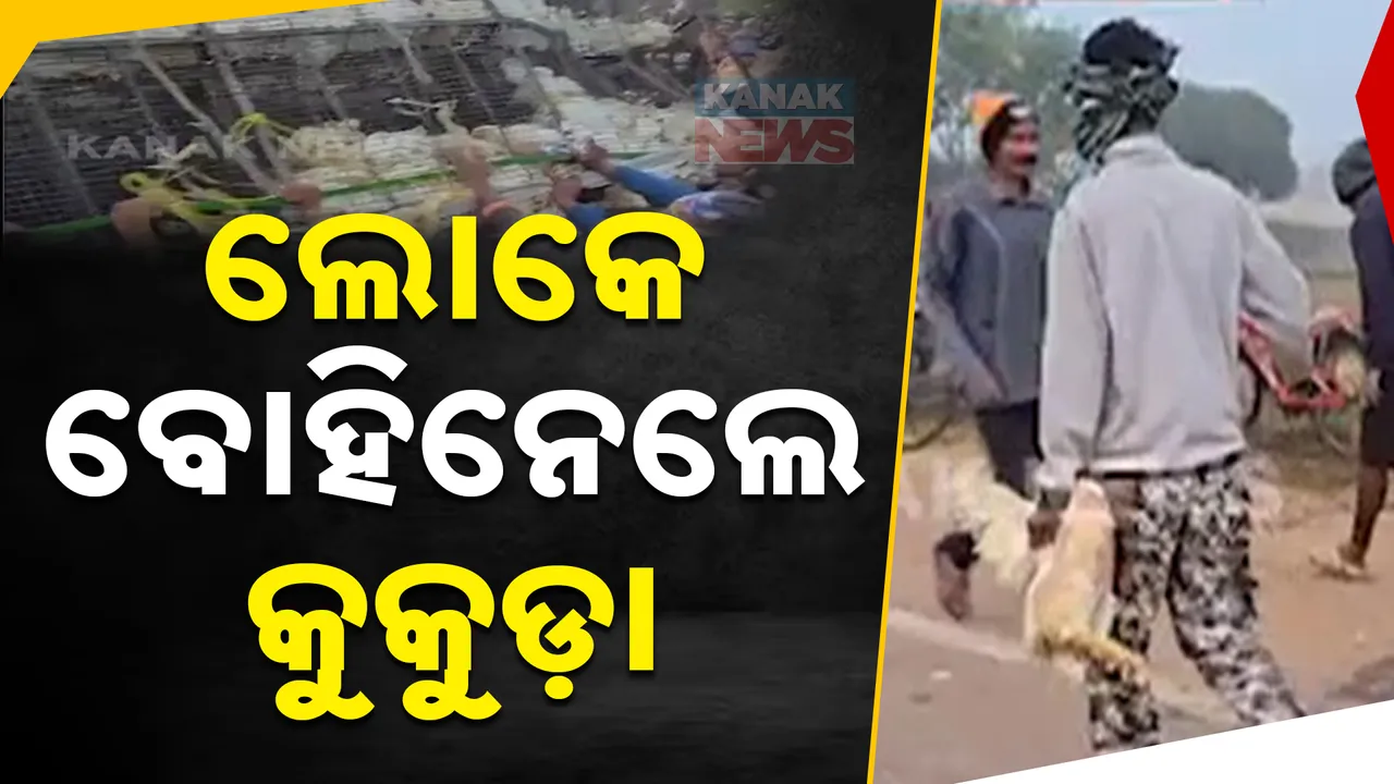  କେନ୍ଦୁଝର ତୁରୁମୁଙ୍ଗା ନିକଟରେ ଓଲଟିଲା କୁକୁଡା ବୋଝେଇ ପିକଅପ୍ । ଲୋକେ ବୋହିନେଲେ କୁକୁଡା