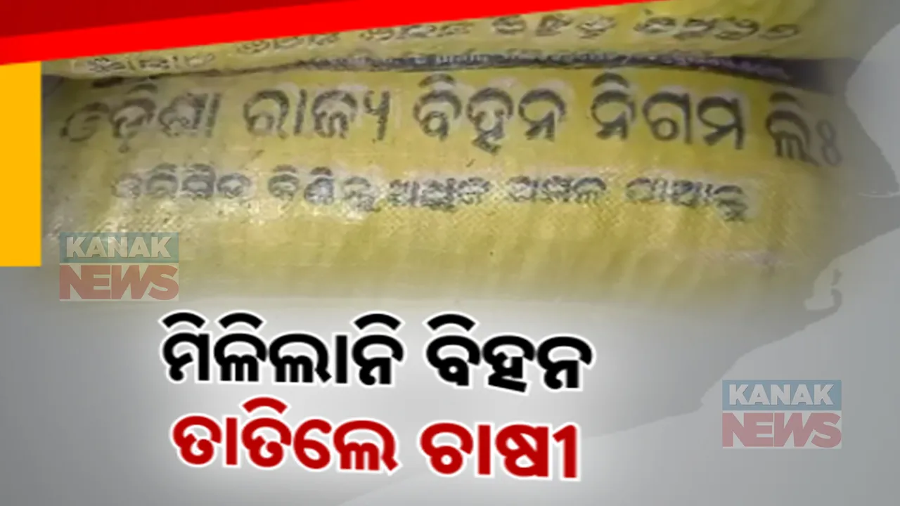  ମିଳୁନି ବାଦାମ ବିହନ ; ତାତିଲେ ଚାଷୀ