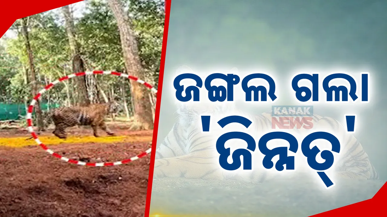  ଜଙ୍ଗଲ ଗଲା ବାଘୁଣୀ ଜିନ୍ନତ : ଶିମିଳିପାଳ ଏନ୍‌କ୍ଲୋଜରରୁ, ଜଙ୍ଗଲର କୋର୍‌ ଅଞ୍ଚଳକୁ ଛାଡ଼ିଲା ବନବିଭାଗ