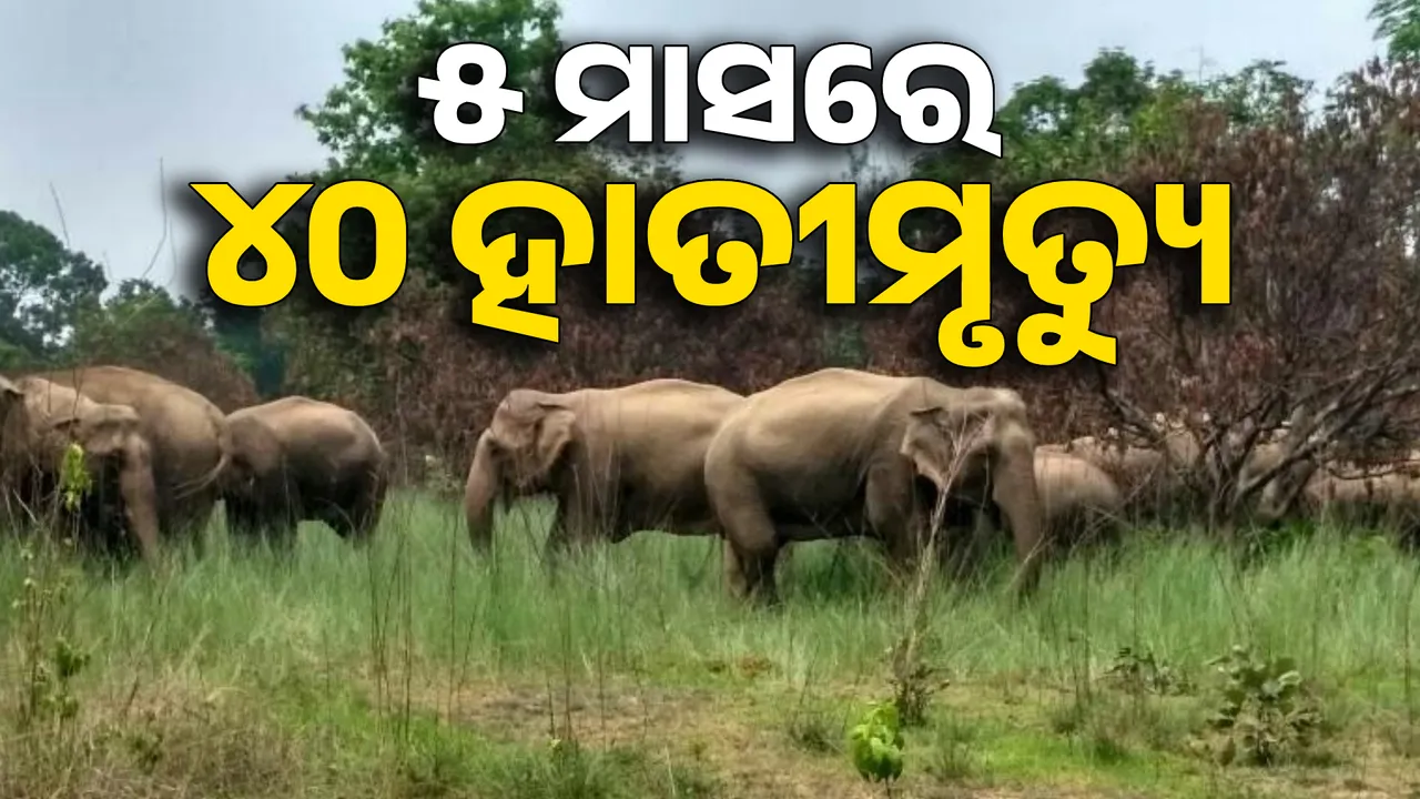  ରାଜ୍ୟରେ ୫  ମାସରେ ଯାଇଛି ୪୦ ହାତୀଙ୍କ ଜୀବନ । ଆଖି ବୁଜିଛନ୍ତି ୫ କଲରାପତରିଆ । ଗୃହରେ ତଥ୍ୟ ରଖିଲେ ଜଙ୍ଗଲ ଓ ପରିବେଶ ମନ୍ତ୍ରୀ ।