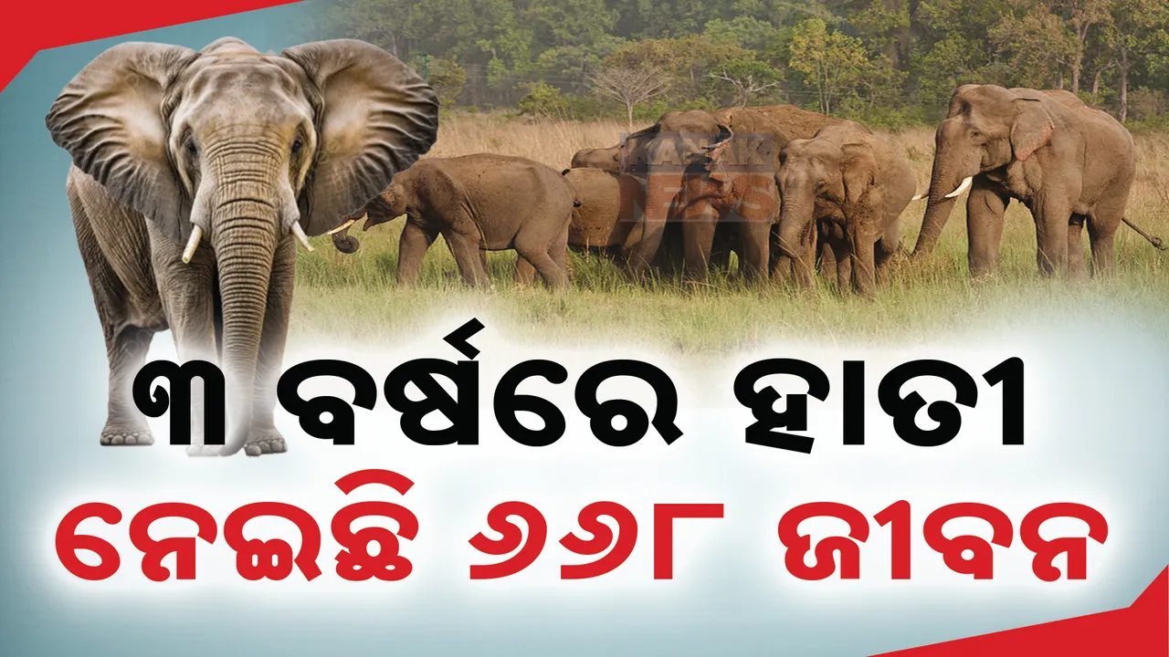  ଚାଲିଛି ହାତୀ ମଣିଷ ଲଢେଇ : ରାଜ୍ୟରେ ୩ବର୍ଷରେ ହାତୀ ନେଇଛି ୬୬୮ ଜୀବନ  । ଗୃହରେ ତଥ୍ୟ ରଖିଲେ ଜଙ୍ଗଲଓ ପରିବେଶ ମନ୍ତ୍ରୀ