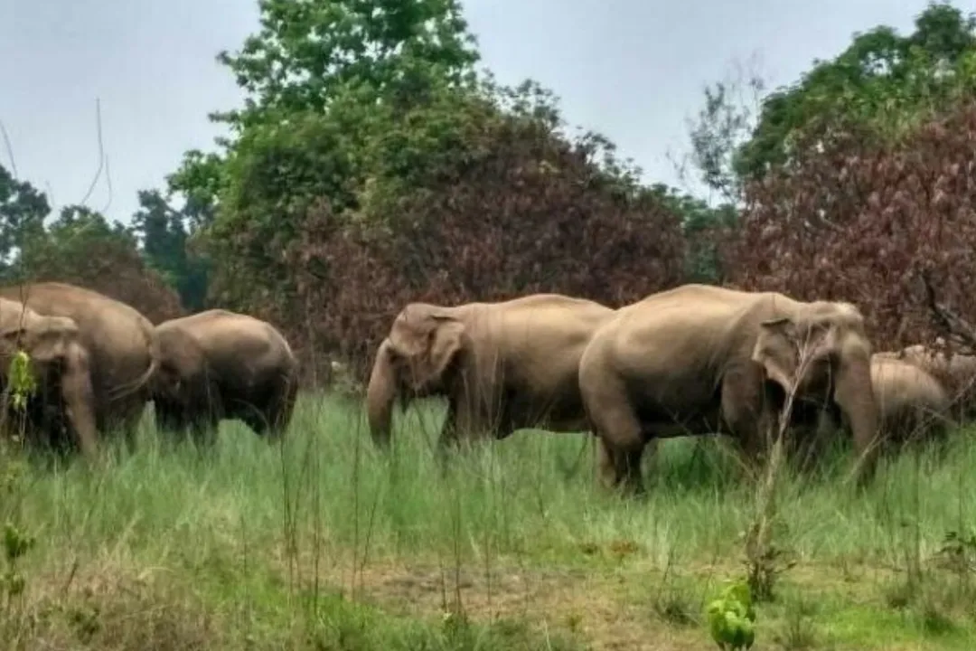  ରାଜ୍ୟରେ ସରିଛି ଶୀତକାଳୀନ ହାତୀଗଣନା :ପିସିସିଏଫଙ୍କ ସୂଚନା ଆସନ୍ତାକାଲି ପ୍ରକାଶ ପାଇବ ବିସ୍ତୁତ ରିର୍ପୋଟ