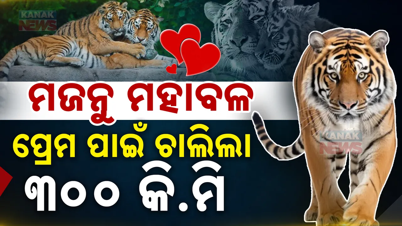  ତେଲେଙ୍ଗାନା ବାଘୁଣୀ ପ୍ରେମରେ ମହାରାଷ୍ଟ୍ରର ମହାବଳ । ପ୍ରେମିକା ବାଘୁଣୀ ପାଇଁ ଚାଲିଲା ୩୦୦ କି.ମି.