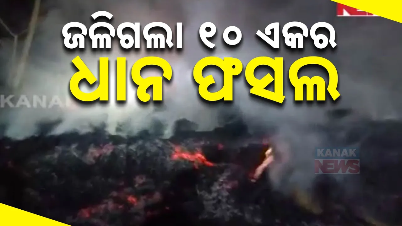  ପୋଡି ପାଉଁଶ ହେଲା ୧୦ ଏକର ଜମିର ଧାନ ; ମୁଣ୍ଡରେ ହାତ ଦେଇ ବସିଛନ୍ତି ଚାଷୀ