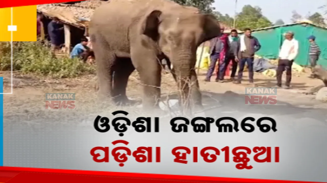  ଓଡ଼ିଶା ଜଙ୍ଗଲରେ ପଡ଼ିଶାର ହାତୀଛୁଆ: ରାଇଘର ପଘାରପାନୀ ଜଙ୍ଗଲରେ ଛତିଶଗଡ଼ ଅସୁସ୍ଥ ହାତୀର ଚିକିତ୍ସା ଜାରି