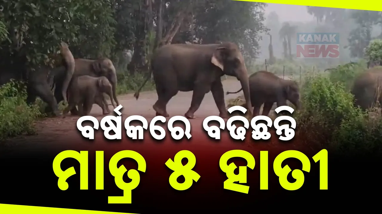  ବର୍ଷକରେ ବଢିଛନ୍ତି ମାତ୍ର ୫ ହାତୀ ; ୧୩ ଡିଭିଜନରେ ହାତୀ ସଂଖ୍ୟା ଶୂନ୍