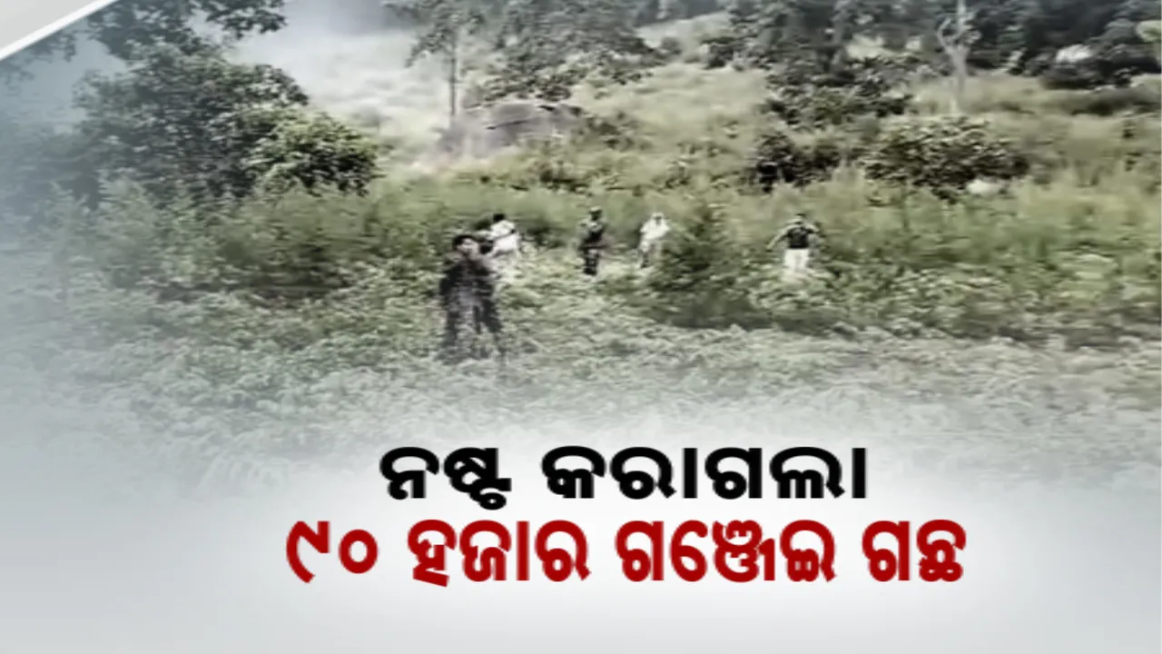  ଅପରେସନ ଗ୍ରୀନ କ୍ଲିନରେ ପୁଲିସର ବଡ଼ କାର୍ଯ୍ୟାନୁଷ୍ଠାନ । ନଷ୍ଟ କରାଗଲା ୯୦ ହଜାର ଗଞ୍ଜେଇ ଗଛ