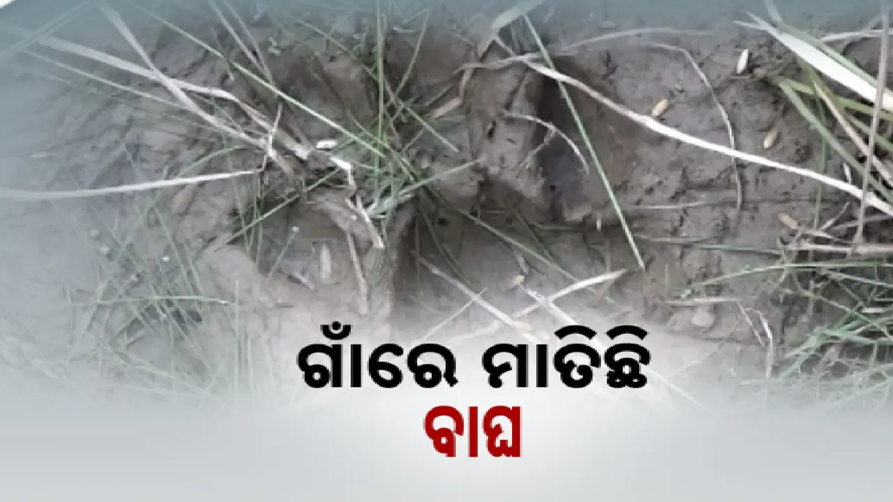  ଗାଁରେ ମାତିଛି ବାଘ। ଗୁହାଳରୁ ନେଇ ଖାଇଗଲା ବାଛୁରୀ।