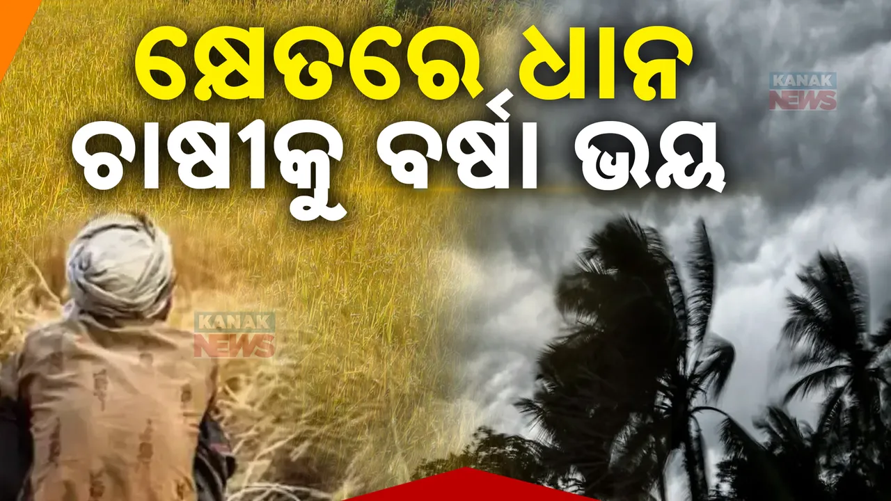  ଓଡିଶା ଆକାଶରେ ବାତ୍ୟା ପେଙ୍ଗାଲର ପ୍ରଭାବ । ରାଜ୍ୟରେ ଜାରି ରହିଛି ଝିପିଝିପି ବର୍ଷା, ପାଚିଲା ଧାନ ଅମଳକୁ ନେଇ ଚିନ୍ତାରେ ଚାଷୀ