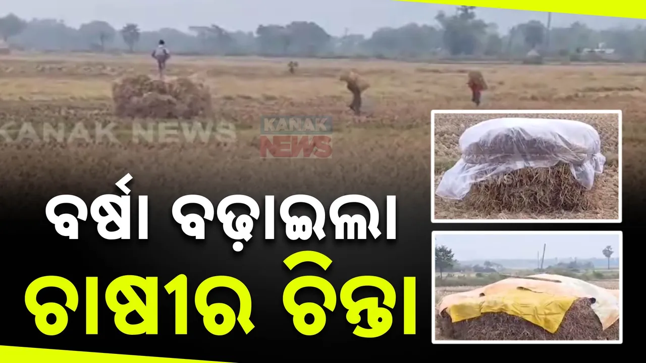  ଧାନ ଅମଳ ସମୟରେ ଚାଷୀଙ୍କ ଚିନ୍ତା ପାଲଟିଛି ବର୍ଷା; ପାଚିଲା ଧାନକୁ ତରତର ସାଇତି ରଖୁଛି ଚାଷୀ