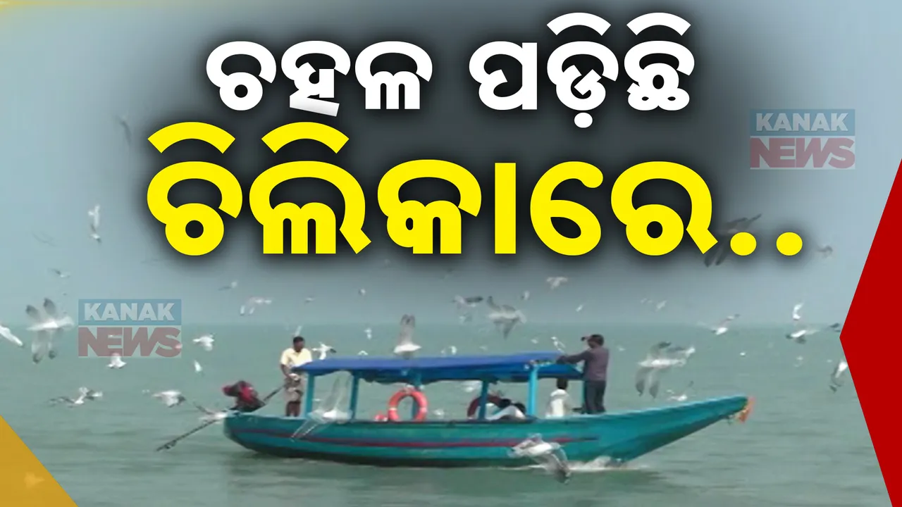  ଚିଲିକା ପାଲଟିଛି ବିହଙ୍ଗାରଣ୍ୟ । ଛୁଟିବାରେ ଲାଗିଛି ବିଦେଶାଗତ ପକ୍ଷୀଙ୍କ ସୁଅ..