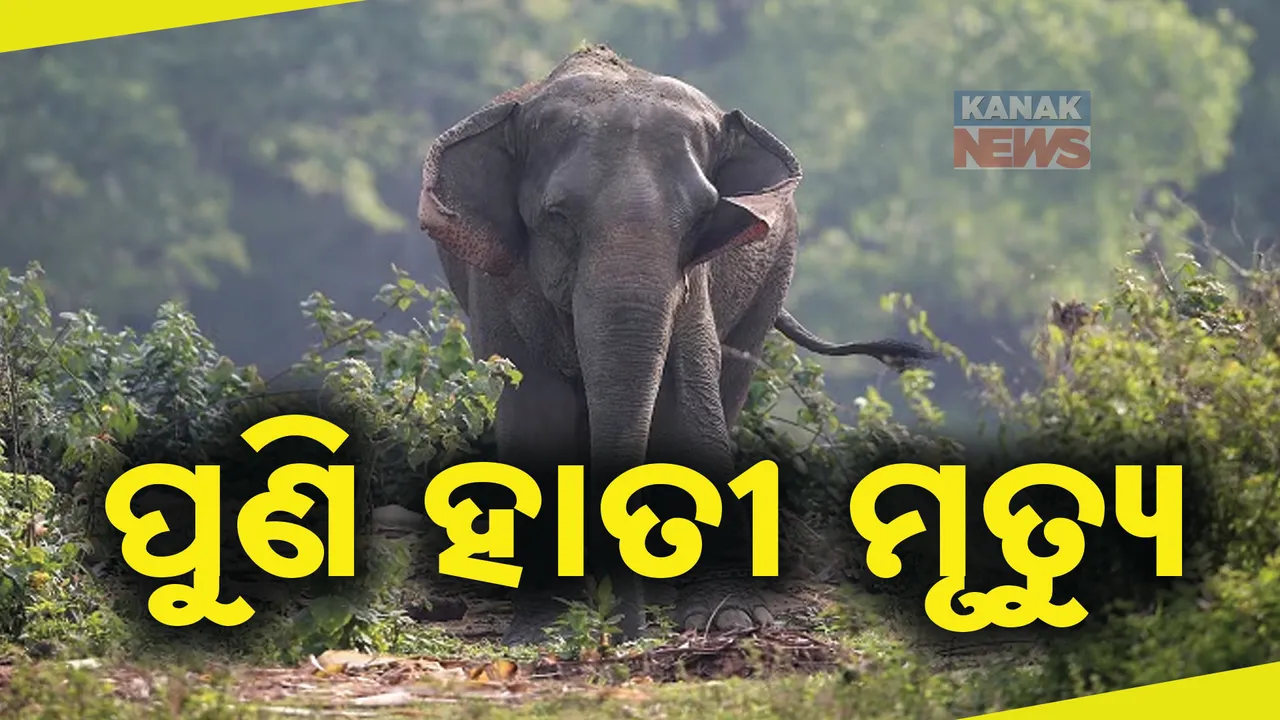  ପୁଣି ଏକ ହାତୀ ମୃତ୍ୟୁ। ୬ ବର୍ଷର ମାଇ ହାତୀର ମୃତଦେହ ଉଦ୍ଧାର ।