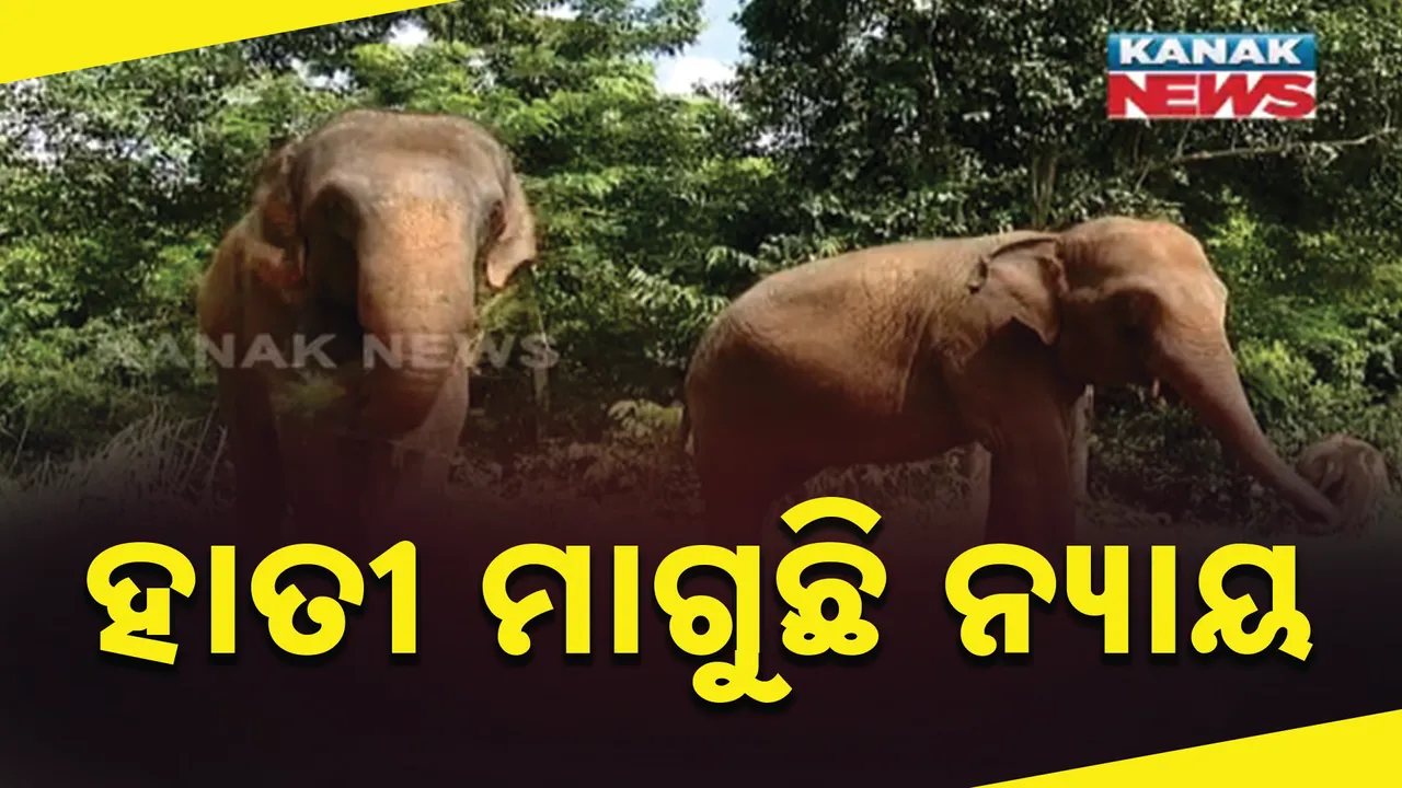  ହାଇକୋର୍ଟରେ ସତ୍ୟପାଠ ଦାଖଲ କରି ହାତୀ ମୃତ୍ୟୁର ସତ ଖୋଲିଦେଲା ବନ ବିଭାଗ । ୪ ବର୍ଷର ରିପୋର୍ଟରେ ଖୋଲିଲା ସାଂଘାତିକ ସତ୍ୟ