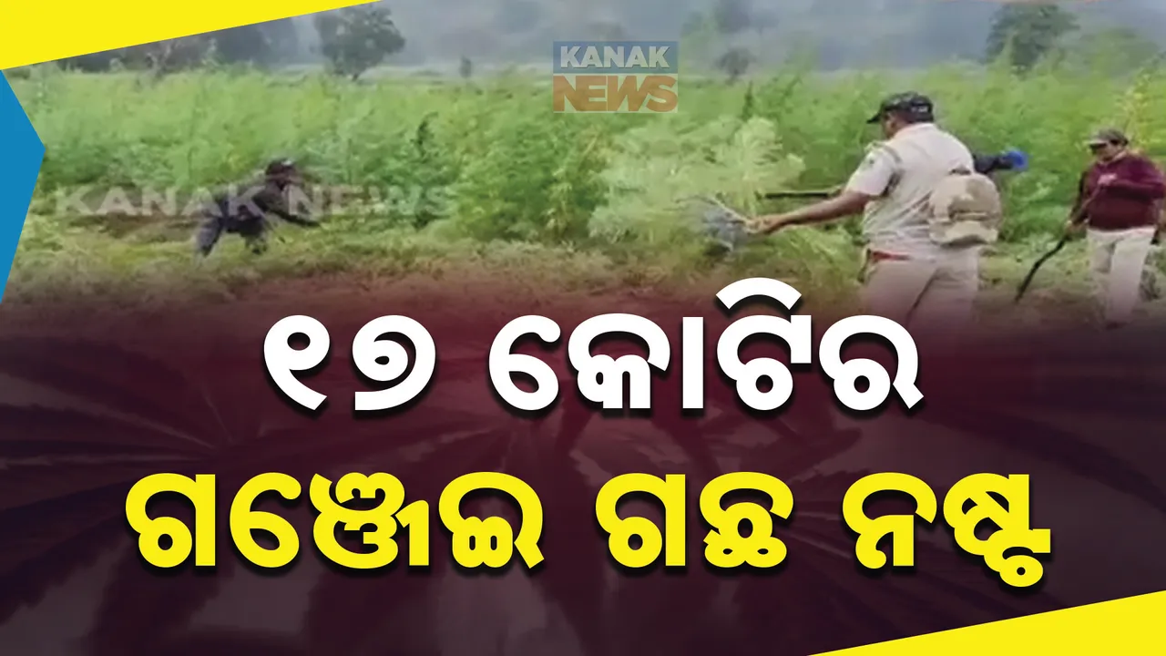  ଗଜପତି ପୋଲିସର ଅପରେସନ୍ ଗ୍ରୀନ୍ କ୍ଲିନ୍ ଅଭିଯାନ । ସିକିଲିମା ଓ ଗୁଞ୍ଜିପଦର ନିକଟରେ ଆନୁମାନିକ ୧୭ କୋଟି ଟଙ୍କାର ଗଞ୍ଜେଇ ଗଛ ନଷ୍ଟ