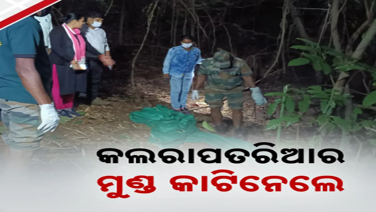  ସାପୁଆ ଜଙ୍ଗଲରୁ ମୃତ କଲରାପତରିଆ ଉଦ୍ଧାର । ବିଦ୍ୟୁତ୍ ଫାଶରେ ଶୀକାର ପରେ ବାଘର ମୁଣ୍ଡ କାଟିନେଲେ ଦୁବୁର୍ତ୍ତ