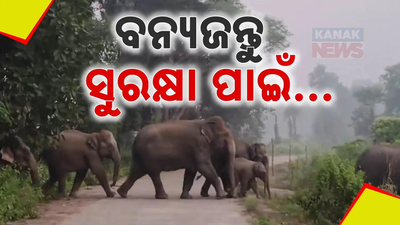  ଜଙ୍ଗଲି ଜନ୍ତୁ ସୁରକ୍ଷା ନେଇ ତତ୍ପର ରାଜ୍ୟ ସରକାର । ପିସିସିଏଫ୍ କହିଲେ, ହାତୀ ମୃତ୍ୟୁ ରୋକିବାକୁ ପ୍ରସ୍ତୁତ ଆକ୍ସନ ପ୍ଲାନ ।