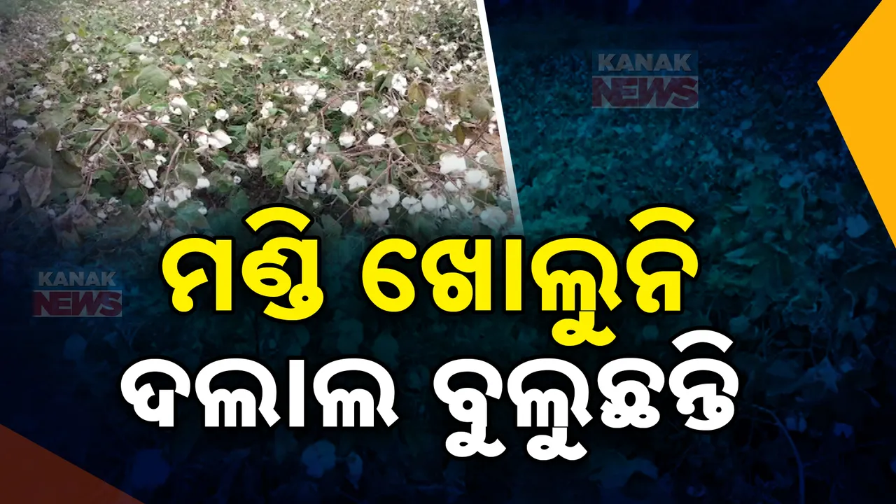  ଅର୍ଥକାରୀ ଫସଲ ଚାଷ କରି ହରଡଘଣାରେ ଚାଷୀ । ସରିଲାଣି କପା ଅମଳ, କିନ୍ତୁ ଖୋଲୁନି ମଣ୍ଡି । କମ୍ ଦାମରେ କପା କିଣି ଦଲାଲ ମାଲାମାଲ