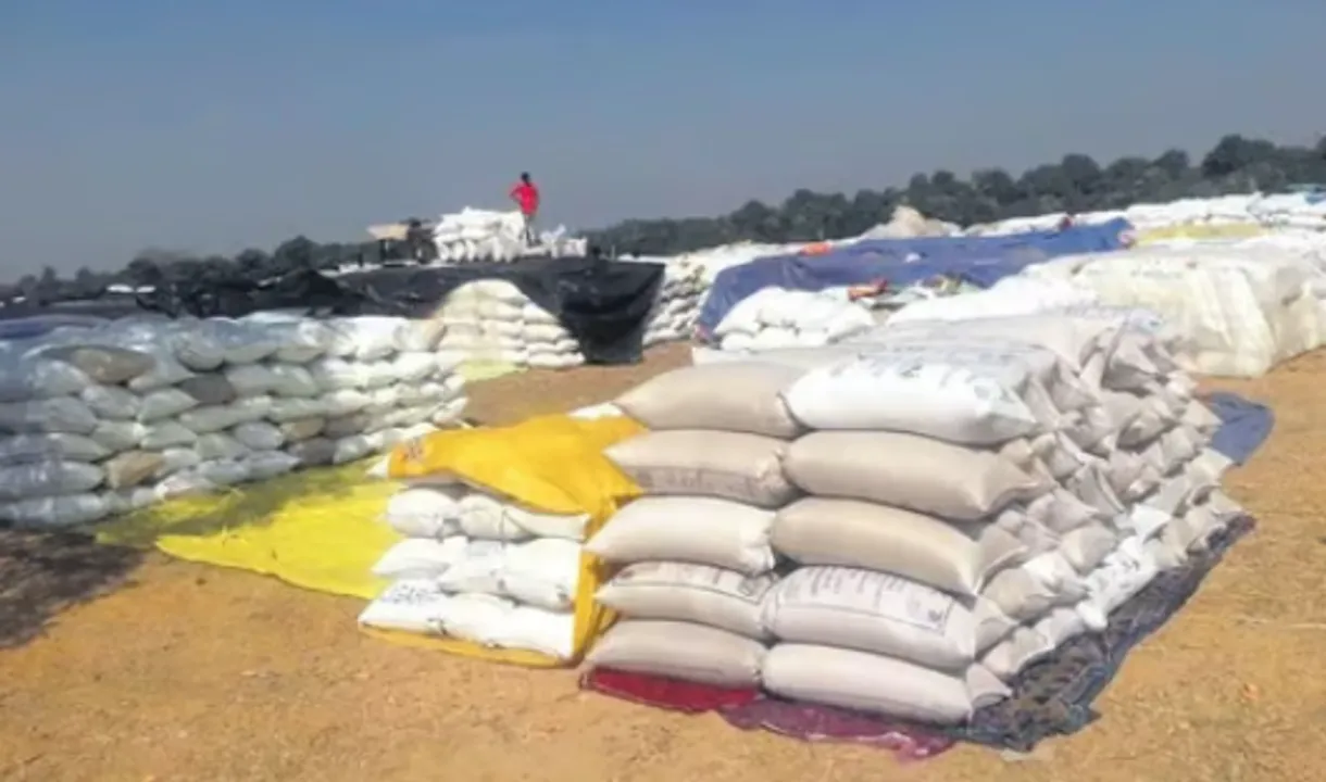  ଖୋଲାରେ ପଡିଛି ହଜାର ହଜାର କ୍ବିଣ୍ଟାଲ ଧାନ ; ହେଲେ ଆସୁନାହାଁନ୍ତି ମିଲର