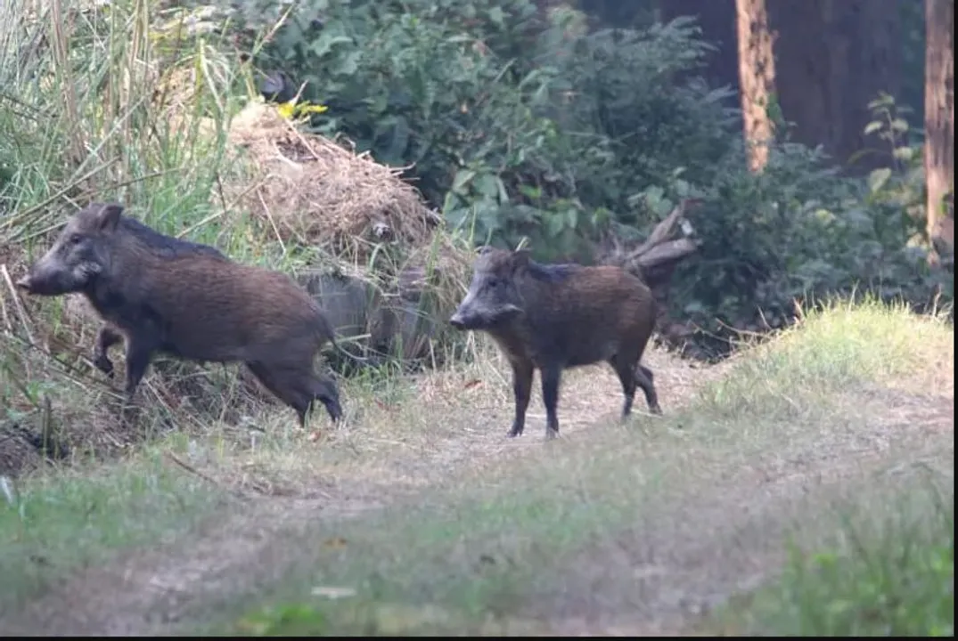  ବାରହା ପାଇଁ ରାତି ଅନିଦ୍ରା ; ବିଲରେ ନଷ୍ଟ କରିଦେଉଛନ୍ତି ଫସଲ
