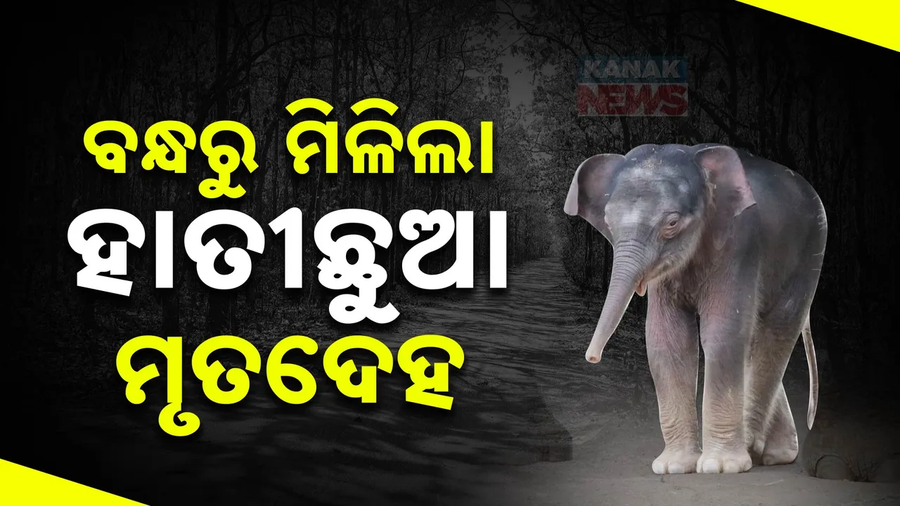  ରଣପୁର ରେଞ୍ଜରେ ହାତୀ ଛୁଆର ମୃତଦେହ ଠାବ । ବୋରବୋରା ବନ୍ଧରେ ପଡି ମୃତ୍ୟୁ ସନ୍ଦେହ..