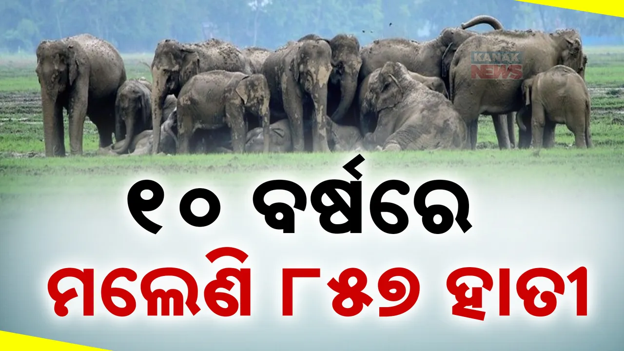  ୧୦ ବର୍ଷରେ ଗଲାଣି ୮୫୭ ହାତୀଙ୍କ ଜୀବନ ; ବିଦ୍ୟୁତ ନେଲାଣି ୧୪୯ ଜଣଙ୍କ ଜୀବନ